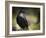 Common Raven, Corvus Corax, West Yellowstone, Montana, Wild-Maresa Pryor-Framed Photographic Print