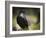 Common Raven, Corvus Corax, West Yellowstone, Montana, Wild-Maresa Pryor-Framed Photographic Print