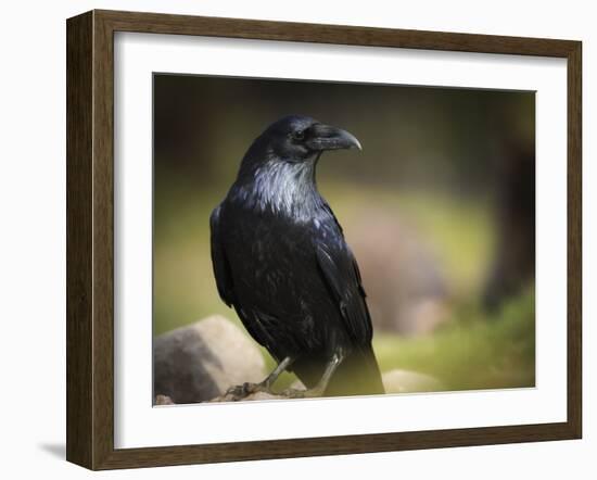 Common Raven, Corvus Corax, West Yellowstone, Montana, Wild-Maresa Pryor-Framed Photographic Print