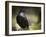 Common Raven, Corvus Corax, West Yellowstone, Montana, Wild-Maresa Pryor-Framed Photographic Print