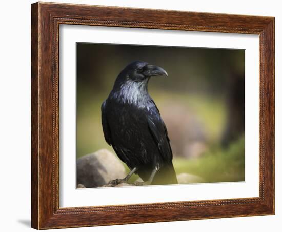 Common Raven, Corvus Corax, West Yellowstone, Montana, Wild-Maresa Pryor-Framed Photographic Print