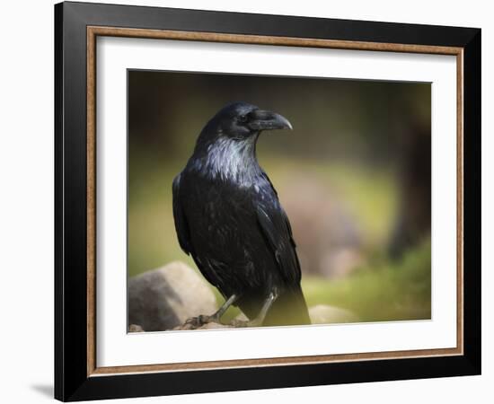 Common Raven, Corvus Corax, West Yellowstone, Montana, Wild-Maresa Pryor-Framed Photographic Print