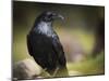 Common Raven, Corvus Corax, West Yellowstone, Montana, Wild-Maresa Pryor-Mounted Photographic Print