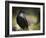 Common Raven, Corvus Corax, West Yellowstone, Montana, Wild-Maresa Pryor-Framed Photographic Print