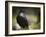 Common Raven, Corvus Corax, West Yellowstone, Montana, Wild-Maresa Pryor-Framed Photographic Print