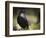 Common Raven, Corvus Corax, West Yellowstone, Montana, Wild-Maresa Pryor-Framed Photographic Print