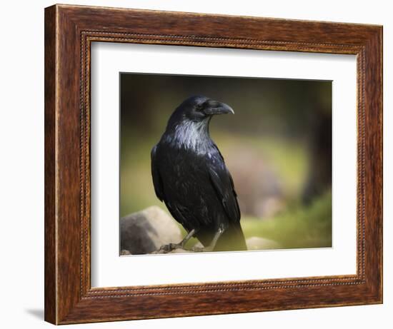 Common Raven, Corvus Corax, West Yellowstone, Montana, Wild-Maresa Pryor-Framed Photographic Print