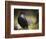 Common Raven, Corvus Corax, West Yellowstone, Montana, Wild-Maresa Pryor-Framed Photographic Print