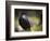 Common Raven, Corvus Corax, West Yellowstone, Montana, Wild-Maresa Pryor-Framed Photographic Print