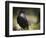 Common Raven, Corvus Corax, West Yellowstone, Montana, Wild-Maresa Pryor-Framed Photographic Print