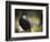 Common Raven, Corvus Corax, West Yellowstone, Montana, Wild-Maresa Pryor-Framed Photographic Print