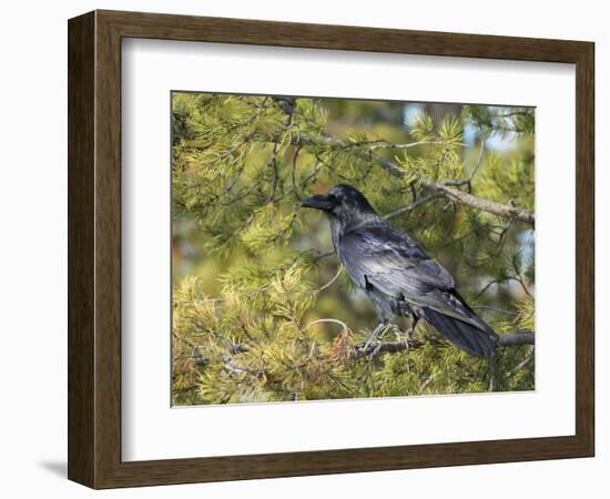 Common Raven, Corvus corax, Yellowstone, Montana, wild-Maresa Pryor-Framed Photographic Print