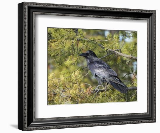 Common Raven, Corvus corax, Yellowstone, Montana, wild-Maresa Pryor-Framed Photographic Print