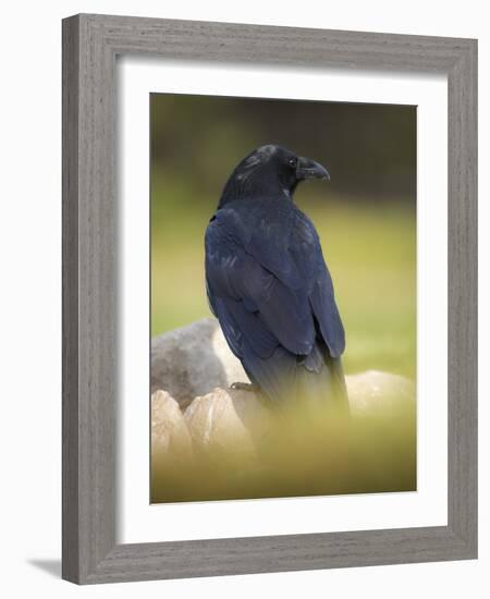 Common Raven, Corvus corax, Yellowstone, Montana-Maresa Pryor-Framed Photographic Print