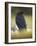 Common Raven, Corvus corax, Yellowstone, Montana-Maresa Pryor-Framed Photographic Print