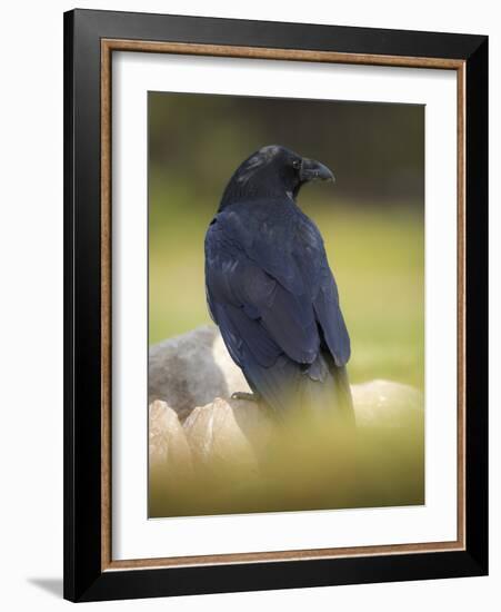 Common Raven, Corvus corax, Yellowstone, Montana-Maresa Pryor-Framed Photographic Print