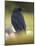 Common Raven, Corvus corax, Yellowstone, Montana-Maresa Pryor-Mounted Photographic Print