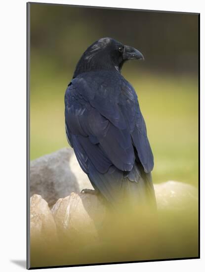 Common Raven, Corvus corax, Yellowstone, Montana-Maresa Pryor-Mounted Photographic Print