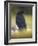 Common Raven, Corvus corax, Yellowstone, Montana-Maresa Pryor-Framed Photographic Print