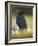 Common Raven, Corvus corax, Yellowstone, Montana-Maresa Pryor-Framed Photographic Print