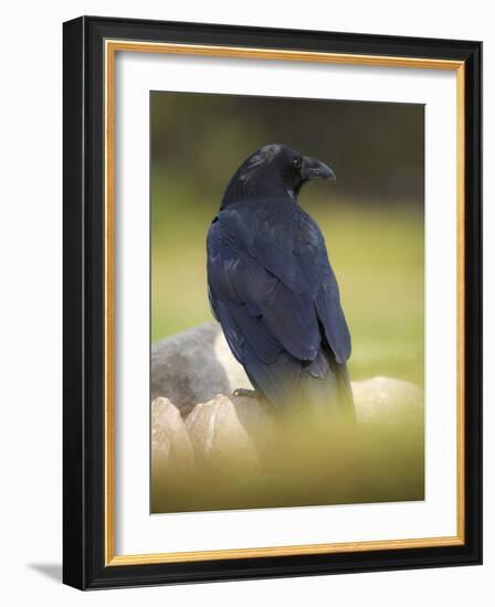 Common Raven, Corvus corax, Yellowstone, Montana-Maresa Pryor-Framed Photographic Print