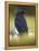 Common Raven, Corvus corax, Yellowstone, Montana-Maresa Pryor-Framed Premier Image Canvas