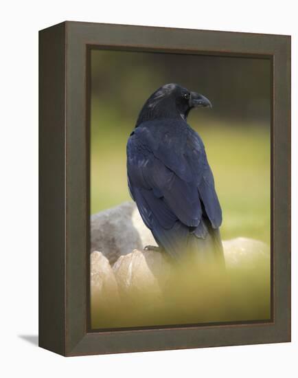 Common Raven, Corvus corax, Yellowstone, Montana-Maresa Pryor-Framed Premier Image Canvas
