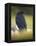 Common Raven, Corvus corax, Yellowstone, Montana-Maresa Pryor-Framed Premier Image Canvas