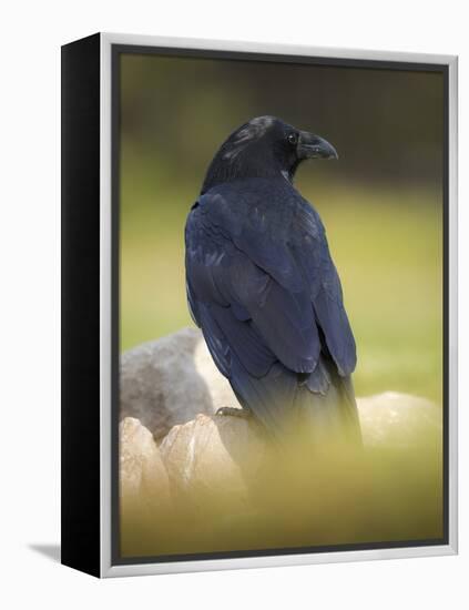 Common Raven, Corvus corax, Yellowstone, Montana-Maresa Pryor-Framed Premier Image Canvas