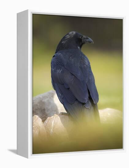 Common Raven, Corvus corax, Yellowstone, Montana-Maresa Pryor-Framed Premier Image Canvas