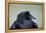 Common Raven (Corvus Corax), Yellowstone National Park, Wyoming, United States of America-James Hager-Framed Premier Image Canvas