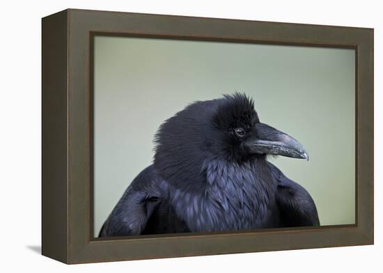 Common Raven (Corvus Corax), Yellowstone National Park, Wyoming, United States of America-James Hager-Framed Premier Image Canvas