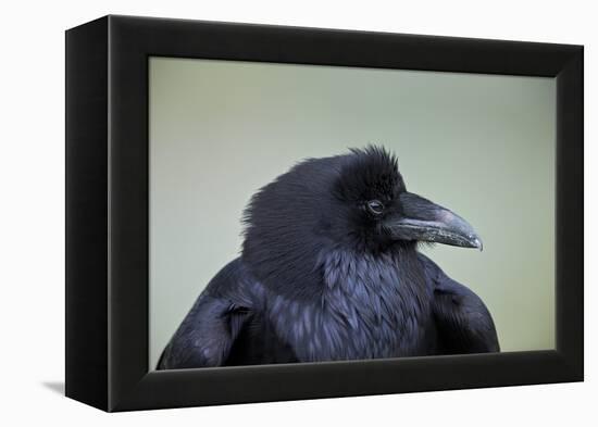 Common Raven (Corvus Corax), Yellowstone National Park, Wyoming, United States of America-James Hager-Framed Premier Image Canvas