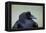 Common Raven (Corvus Corax), Yellowstone National Park, Wyoming, United States of America-James Hager-Framed Premier Image Canvas