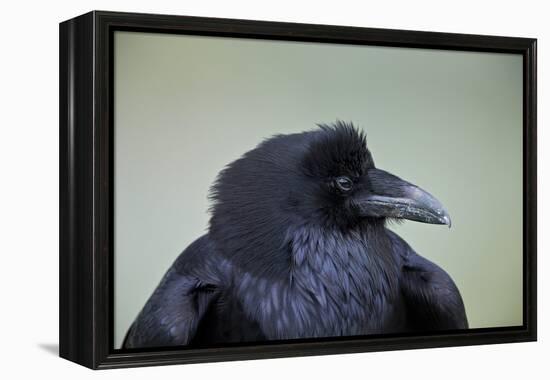 Common Raven (Corvus Corax), Yellowstone National Park, Wyoming, United States of America-James Hager-Framed Premier Image Canvas