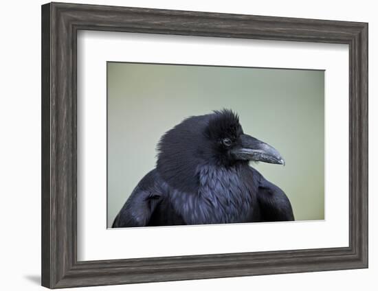 Common Raven (Corvus Corax), Yellowstone National Park, Wyoming, United States of America-James Hager-Framed Photographic Print