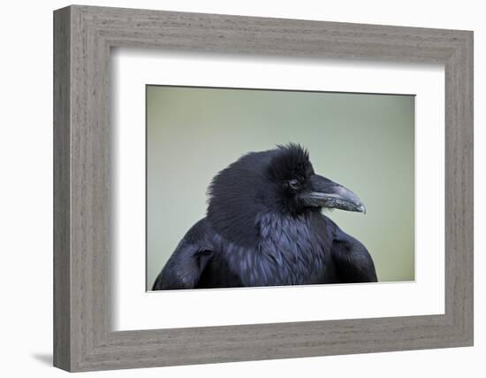 Common Raven (Corvus Corax), Yellowstone National Park, Wyoming, United States of America-James Hager-Framed Photographic Print