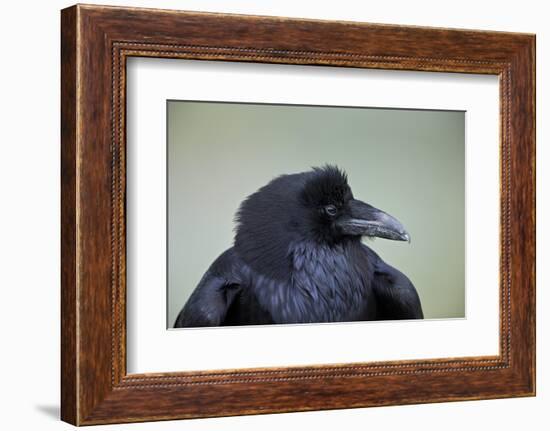 Common Raven (Corvus Corax), Yellowstone National Park, Wyoming, United States of America-James Hager-Framed Photographic Print