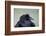 Common Raven (Corvus Corax), Yellowstone National Park, Wyoming, United States of America-James Hager-Framed Photographic Print