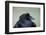 Common Raven (Corvus Corax), Yellowstone National Park, Wyoming, United States of America-James Hager-Framed Photographic Print