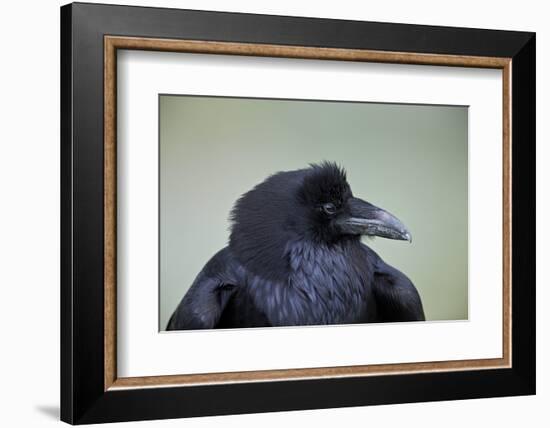 Common Raven (Corvus Corax), Yellowstone National Park, Wyoming, United States of America-James Hager-Framed Photographic Print