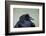 Common Raven (Corvus Corax), Yellowstone National Park, Wyoming, United States of America-James Hager-Framed Photographic Print