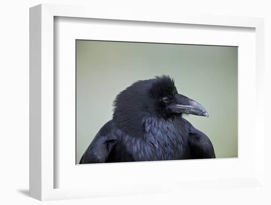 Common Raven (Corvus Corax), Yellowstone National Park, Wyoming, United States of America-James Hager-Framed Photographic Print