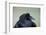 Common Raven (Corvus Corax), Yellowstone National Park, Wyoming, United States of America-James Hager-Framed Photographic Print