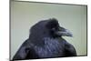 Common Raven (Corvus Corax), Yellowstone National Park, Wyoming, United States of America-James Hager-Mounted Photographic Print