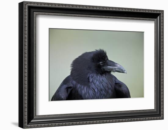 Common Raven (Corvus Corax), Yellowstone National Park, Wyoming, United States of America-James Hager-Framed Photographic Print