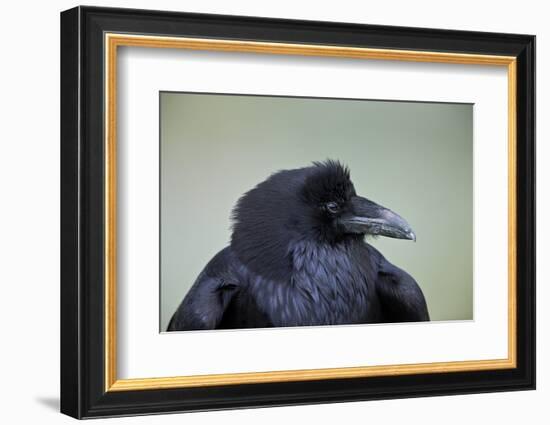 Common Raven (Corvus Corax), Yellowstone National Park, Wyoming, United States of America-James Hager-Framed Photographic Print