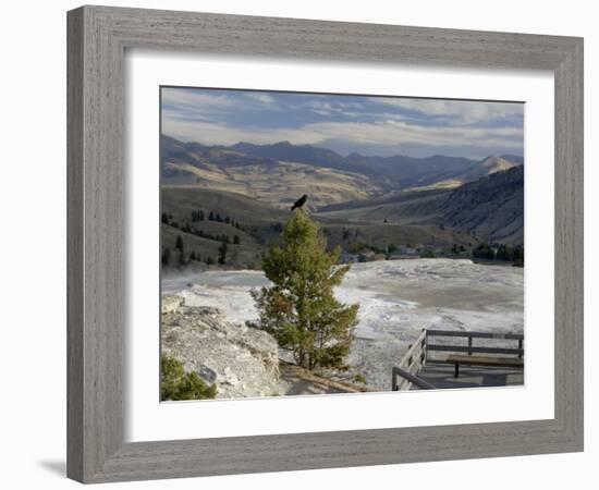 Common Raven, Mammoth Hot Springs, Yellowstone National Park, Wyoming, USA-Rolf Nussbaumer-Framed Photographic Print