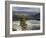 Common Raven, Mammoth Hot Springs, Yellowstone National Park, Wyoming, USA-Rolf Nussbaumer-Framed Photographic Print