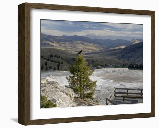 Common Raven, Mammoth Hot Springs, Yellowstone National Park, Wyoming, USA-Rolf Nussbaumer-Framed Photographic Print